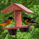 How to get happier: grape jelly and a couple of orioles