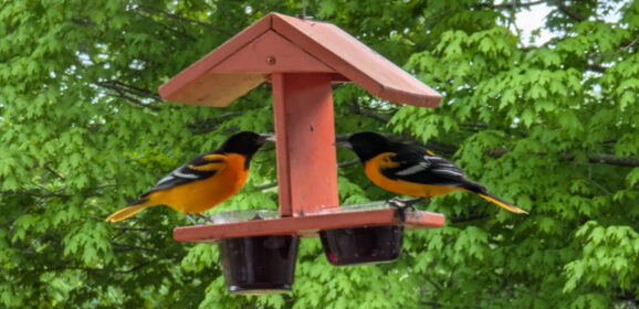 How to get happier: grape jelly and a couple of orioles