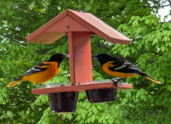 How to get happier: grape jelly and a couple of orioles