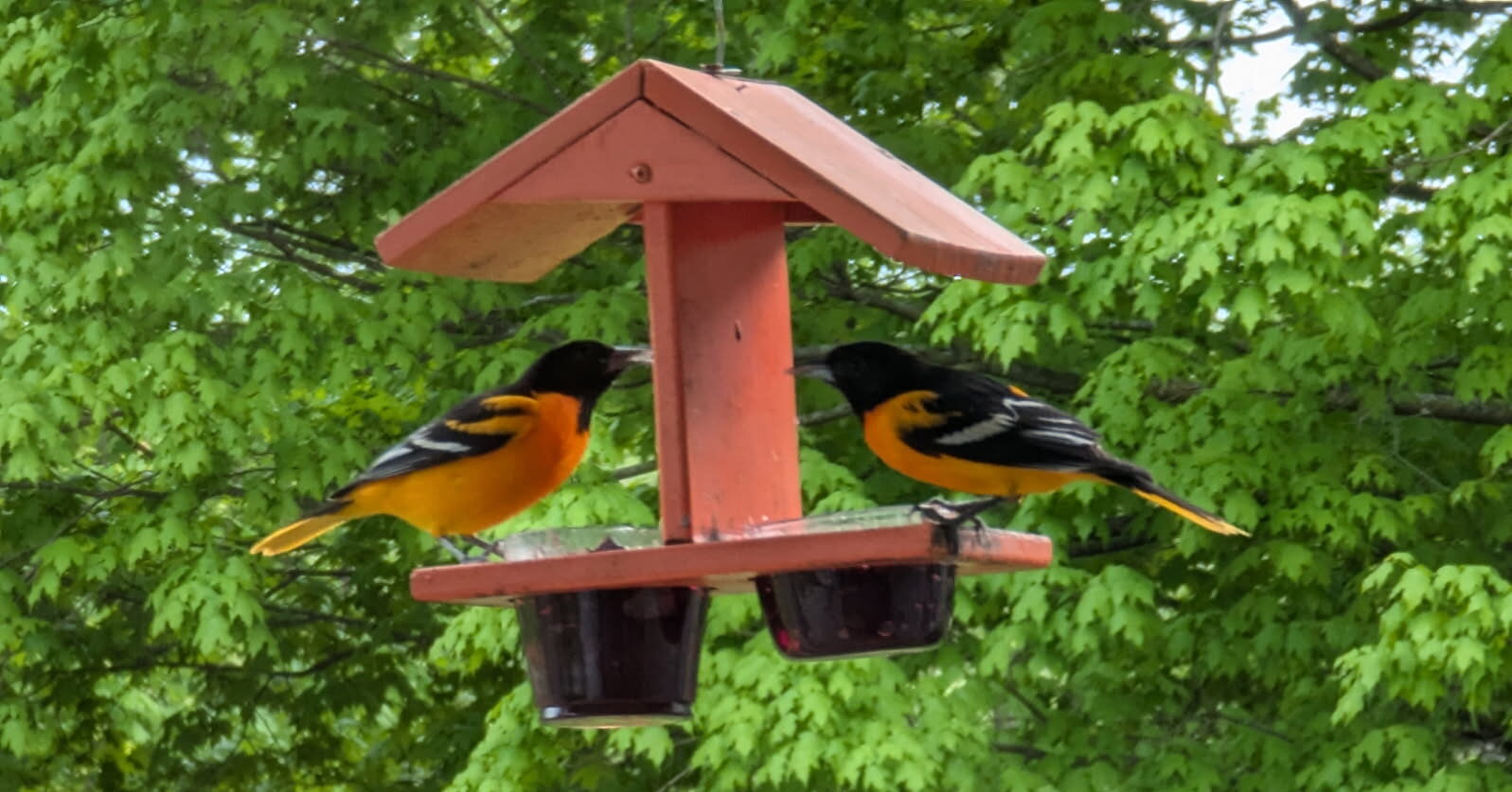 How to get happier: grape jelly and a couple of orioles